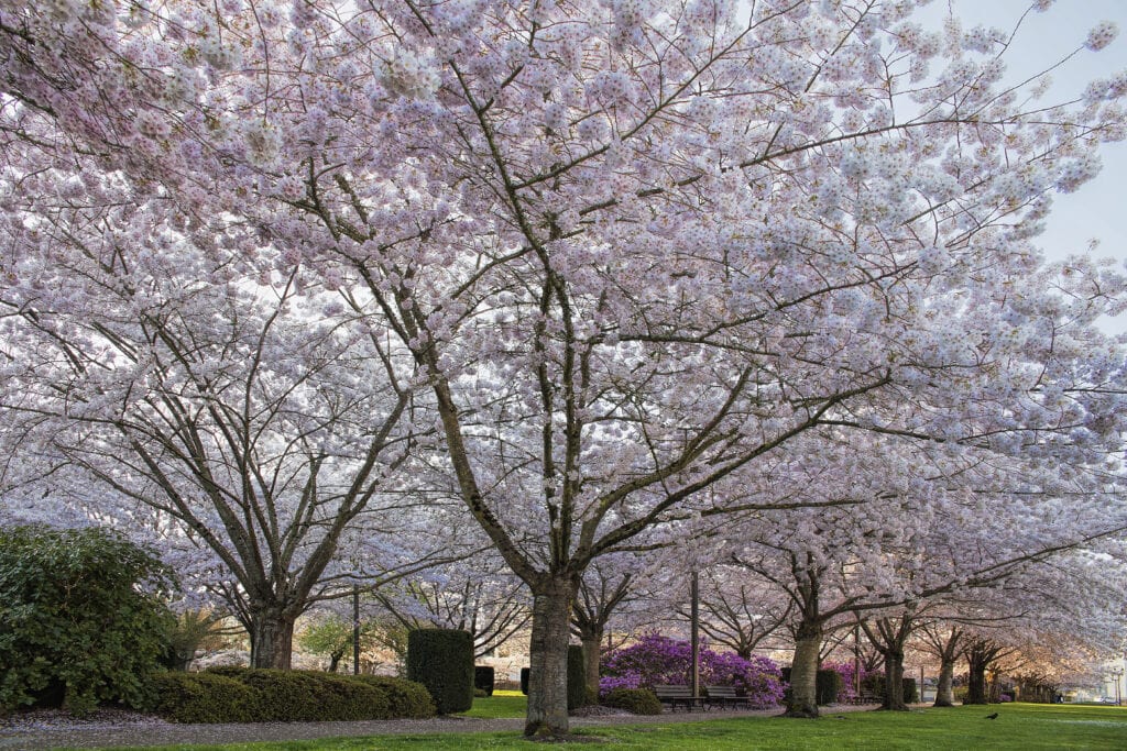 Cherry Tree Blossom at Capitol State Park